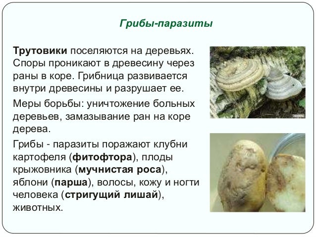 грибы паразиты в жизни человека грибы паразиты в жизни человека